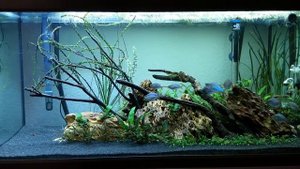 Eheim Proxima 250 Classic Led - Melanotaenia praecox