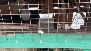 | Алтайская белка | содержание белок | вальер для белок | правильное питание белок | крутая белка |