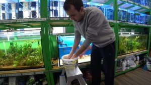 Как делать подмену воды в аквариуме, чтобы не погибла рыба