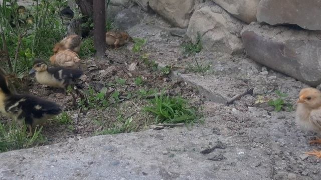 Кряки