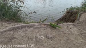 Котик Рыжик едет на рыбалку, ест саранчу и знакомится с раками