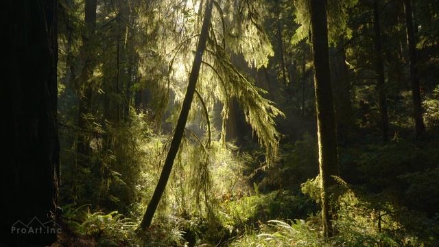 Звуки потока воды в утреннем лесу - Природа для сна и учебы смотреть онлайн