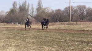 продажа иноходцев