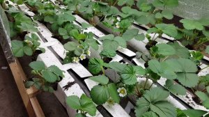 Что будет если не применять сзр на клубнике