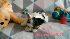 БИВЕР ЙОРК ЩЕНОК КУПИТЬ ПРОДАЖА МОСКВА ПИТОМНИК