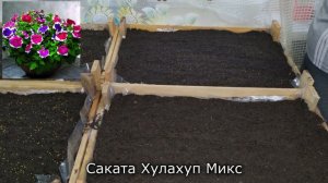 СЕЕМ ПЕТУНИЮ - САМЫЙ ЛЕГКИЙ И БЫСТРЫЙ СПОСОБ. ПОПРОБУЙТЕ ТАК ПОСЕЯТЬ!