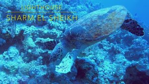 4К дайвинг на рифе Lighthouse, Египет, Шарм-Эль-Шейх