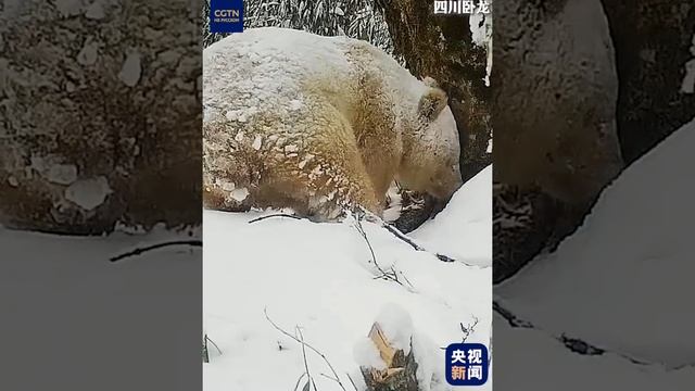 В Китае запечатлели в дикой природе панду-альбиноса