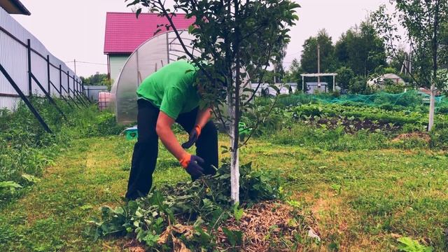 Как удалять пасынки на томатах в теплице, мой способ. Формирование помидоров, перцев и баклажанов