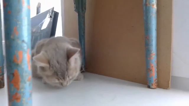 Кошка ест шоколад//песенка про зубы смотреть онлайн