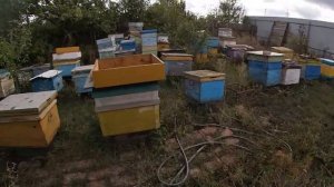 Проводим обработку пасеки от клеща препаратом АкваФло.