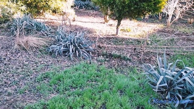 Подснежники на Новогодний праздник ?. смотреть онлайн