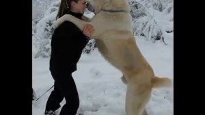 САМАЯ СИЛЬНАЯ СОБАКА Турецкий Алабай Alabai