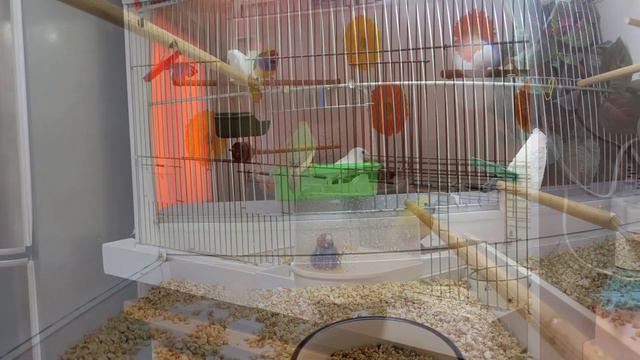 Совместное содержание разных видов смотреть онлайн