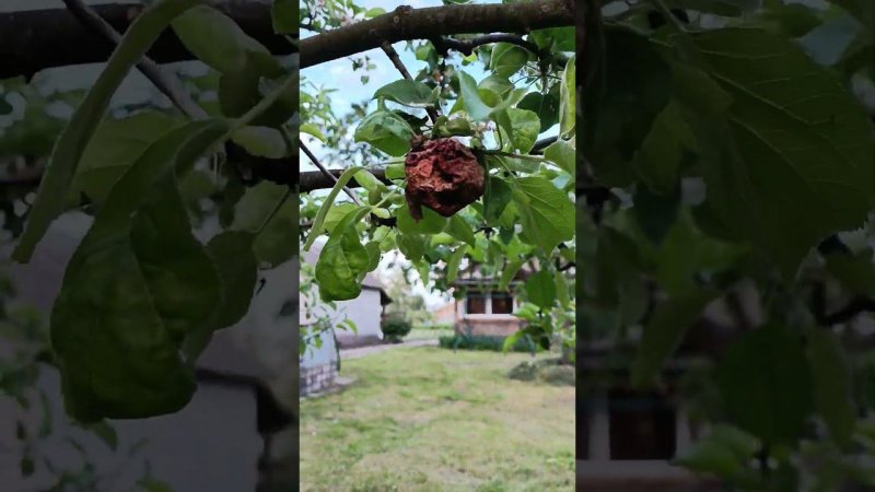 Сухофрукты на ветках держаться до последнего. Яблоня в саду.