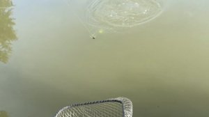 Ура-а-а!!! Наш первый толстолобик!