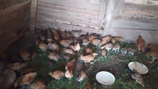 Кучинские цыплята двух и 2,5 месячные смотреть онлайн