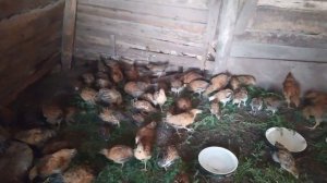 Кучинские цыплята двух и 2,5 месячные