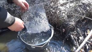 Этот Золотой перекат порадовал первым золотом сезона! Golden river!.mp4