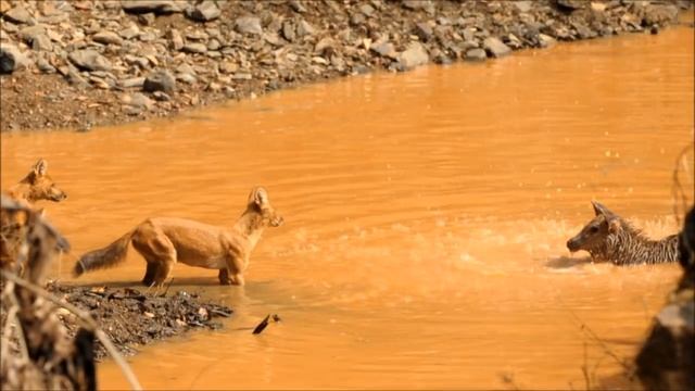 Sambar Deer attacked by Dhole