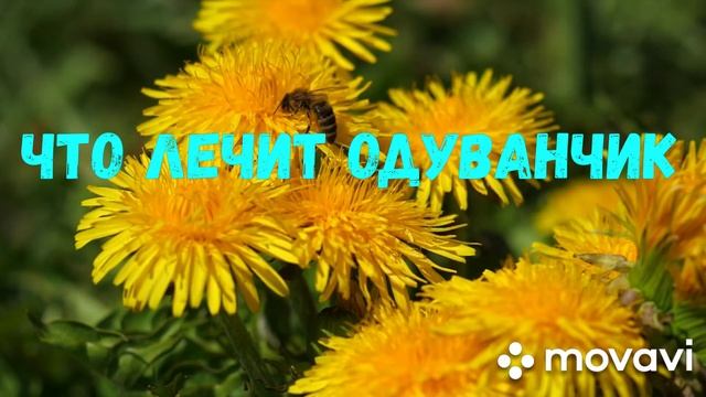 Что лечит одуванчик? Применение.