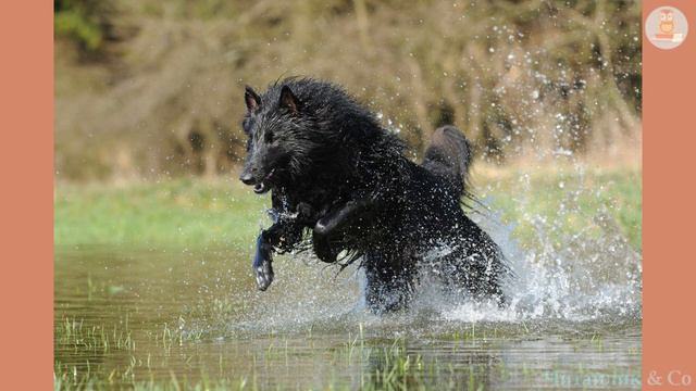 Собака та м'ясо Езоп В4 НУШ