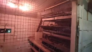 Компактный птичник для перепелок, бройлеров и несушек