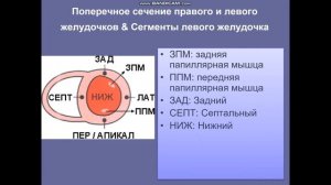 Анализ ЭКГ часть 1