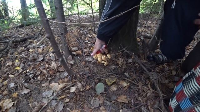 Собираем чешуйчатки. смотреть онлайн