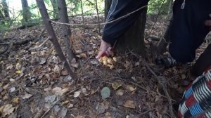 Собираем чешуйчатки.