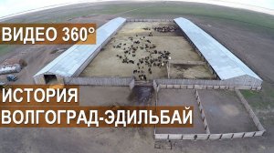 Видео в формате 360° Эдильбаевские овцы ООО Волгоград-Эдильбай. История хозяйства