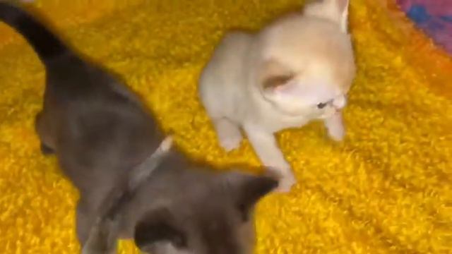 Aldis Burma - котята для резервирования на осень 2020 (№3) смотреть онлайн