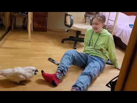 Собака-какаду!)Попугай играет с ребёнком. Попугай ара, Гиацинтовый Ара. Попугай бесится,попугай лает смотреть онлайн