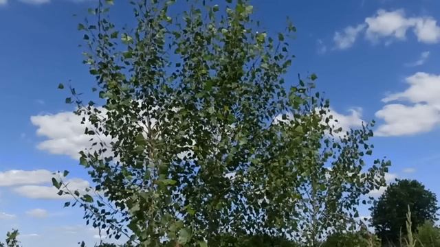 11 июля праздник Кропивное Заговенье. Канун Петрова дня. Народные приметы и традиции. Запреты дня.