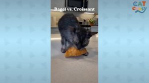 This Cat Is Obsessed With Bread And Loves To Steal Food Whenever He Can | The Dodo Cat Crazy