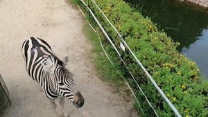 Нижегородский зоопарк Лимпопо 2021.08