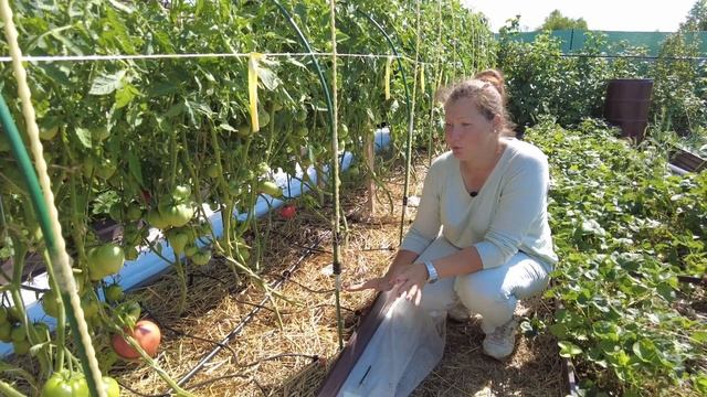 Не расслабляемся! Огороду нужен КАПЕЛЬНЫЙ ПОЛИВ ? смотреть онлайн