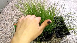 Кортадерия.Пампасная трава.1