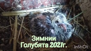 Николаевские голуби / Голубята 2021 / Обзор