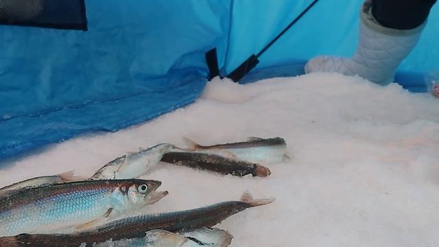 Одна на рыбалку за корюшкой.. смотреть онлайн