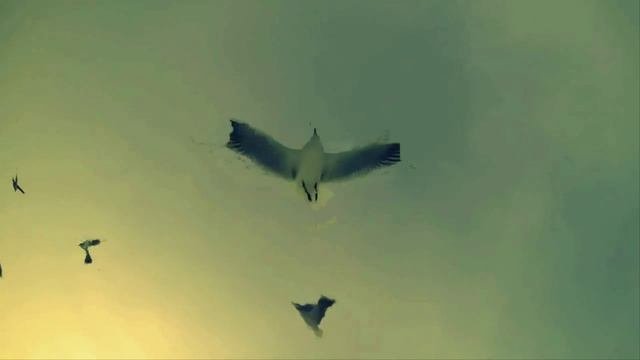 ЧАЙКИ.mp4