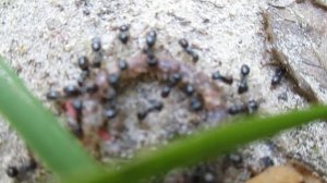 Подберёзовик, голубика, муравьи. 6 авг 2015. HD Video