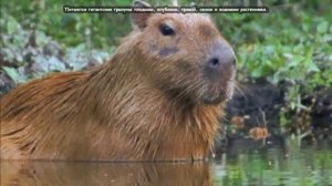 Капибара - Capybara (Энциклопедия животных)