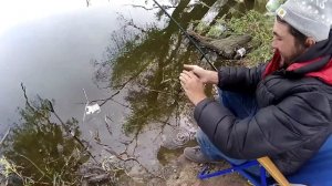 ЛОВЛЯ КАРАСЯ ВЕСНОЙ