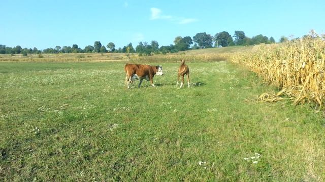 Конь и корова смотреть онлайн