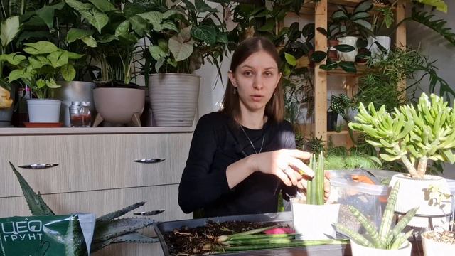 Пересадка комнатных растений в минеральный Грунт, результаты ранее пересаженых