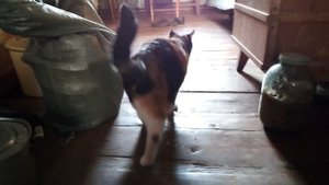 Кошка приехала на дачу и осматривает дом)Очень забавно)