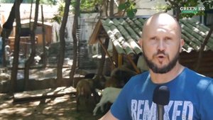 Анекдот про таможенников и козла №41 - Шутки про таможню - Анекдоты от Новицкого