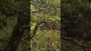 В Петушинском районе кабаны напали на безобидных грибников