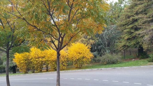 Просто осень. Улица Партизанская. Лазаревское Сочи. Погода 16 ноября 2022. Воздух+10°C, вода+17°C. смотреть онлайн